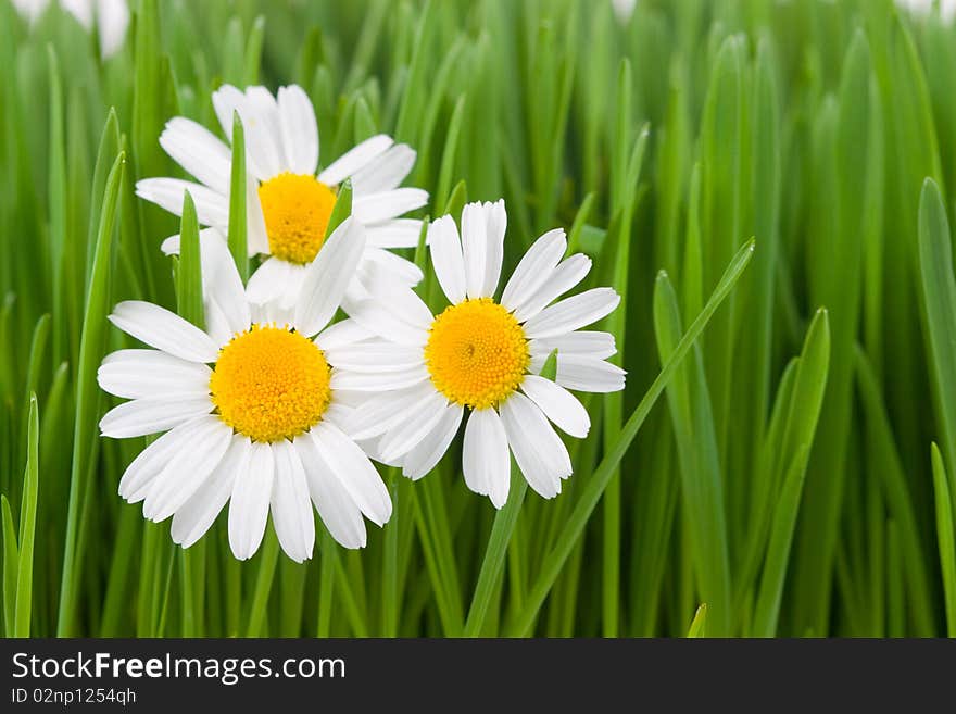 Chamomiles and green grass