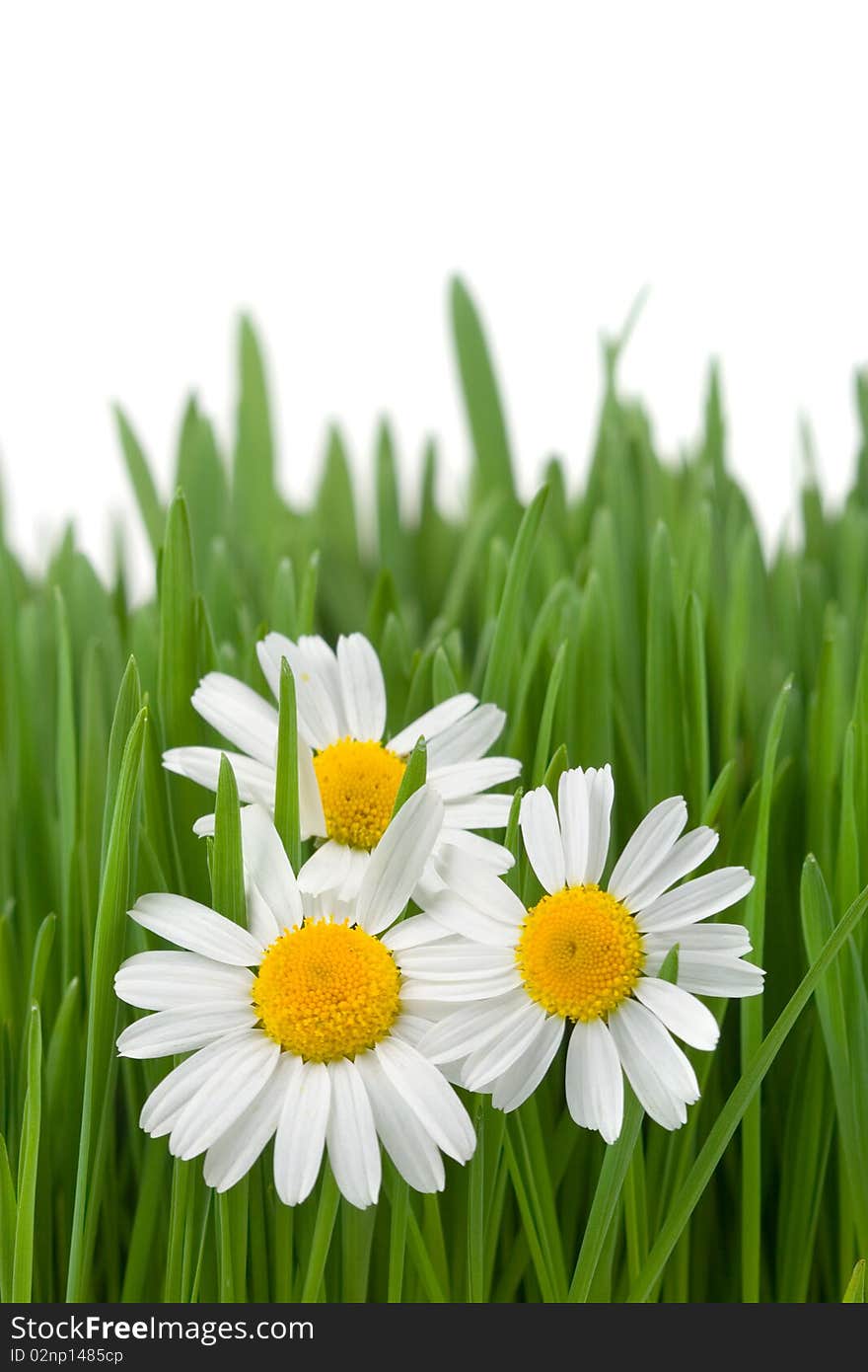 Chamomiles and green grass on white background