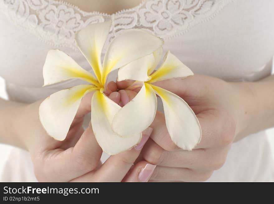 Woman hands holding beautiful frangipani. Woman hands holding beautiful frangipani