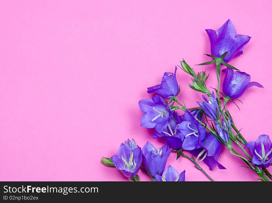 Bouquet of bells