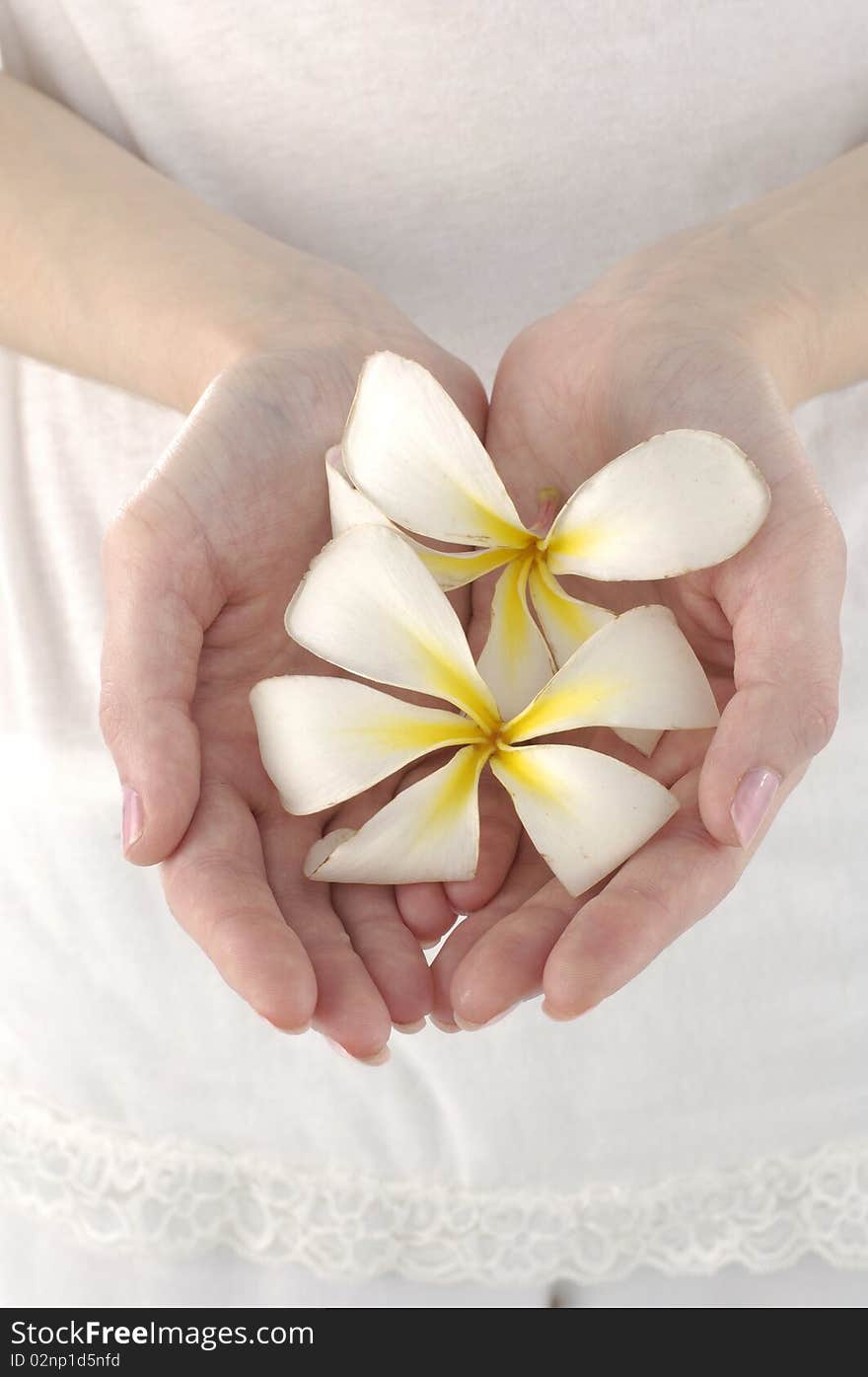 Close-up of a woman's hands holding Frangipani. Close-up of a woman's hands holding Frangipani