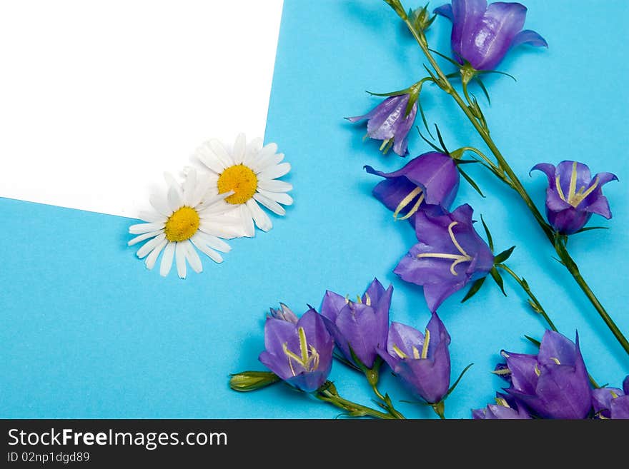 Card for congratulations with bluebells and daisies on a blue background