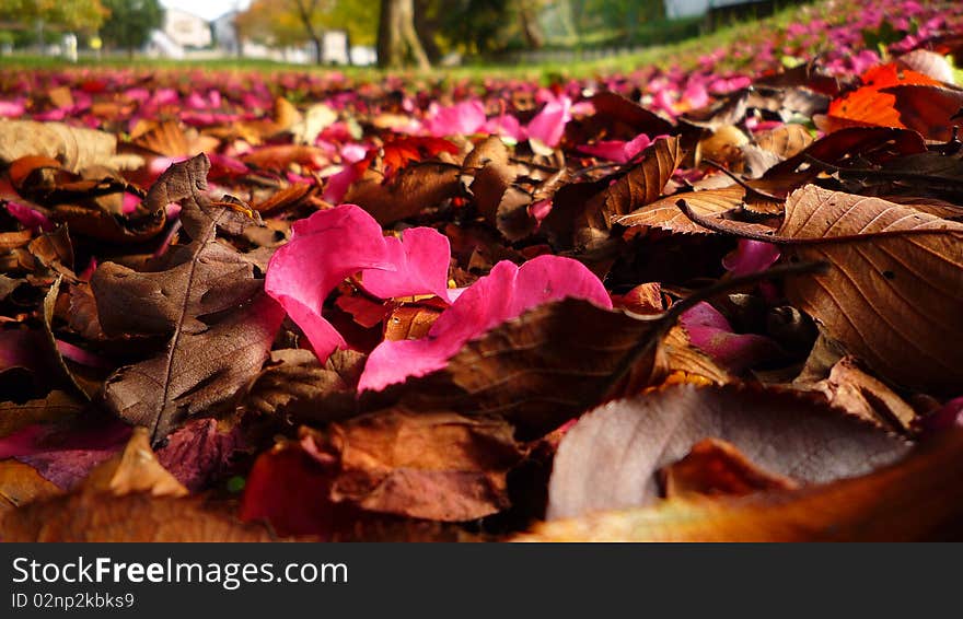 Pink petals among fallen leaves