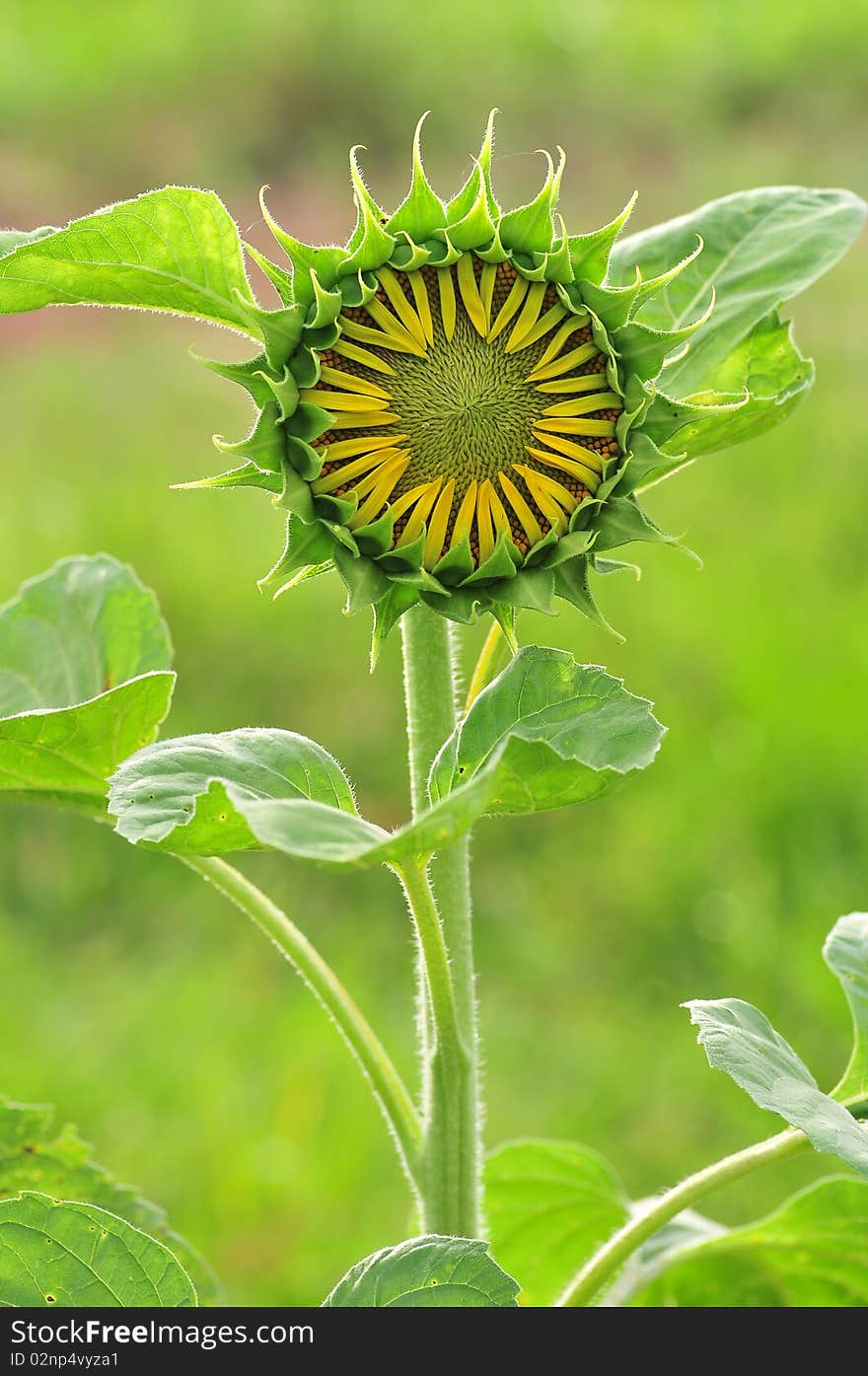 Sunflower