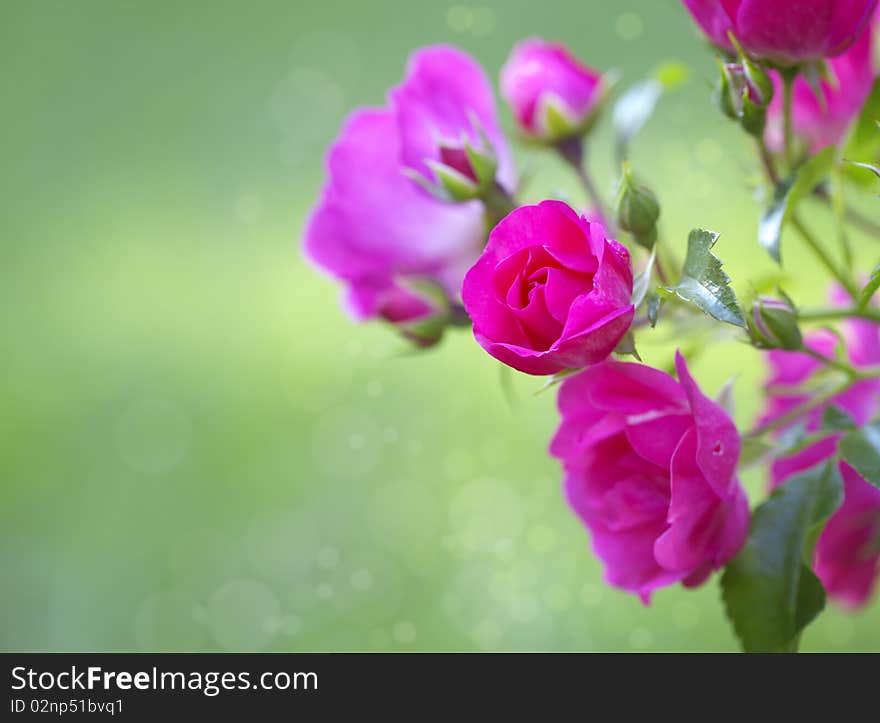 Pink roses