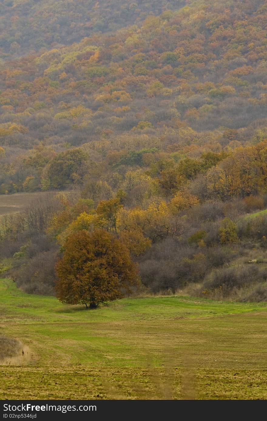 Yellow Landscape with yellow trees near forest. Yellow Landscape with yellow trees near forest