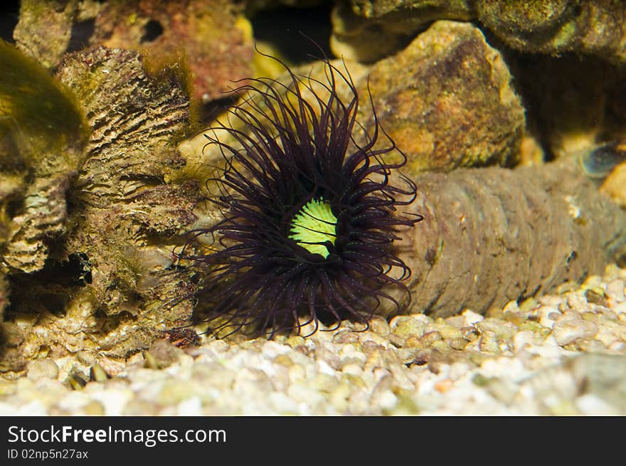 Tube Anemone in Aquarium