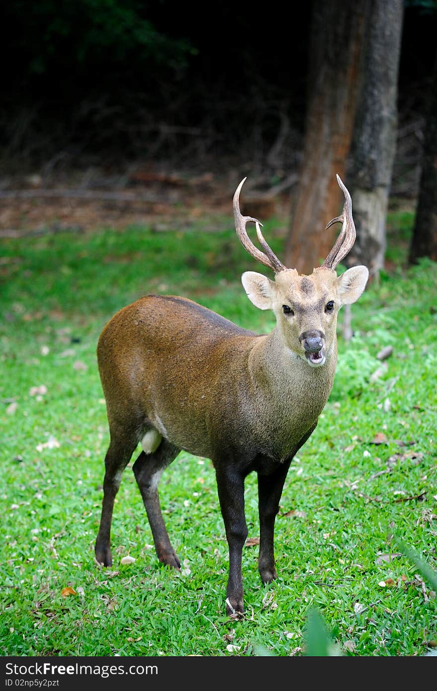 A Beautiful Deer Staring at You