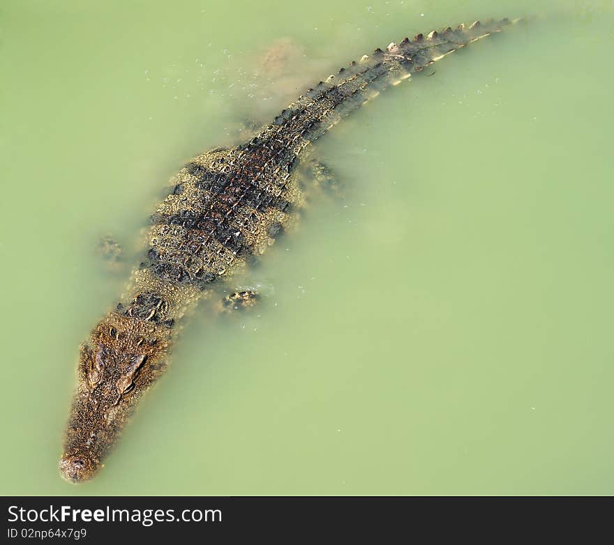 Crocodile