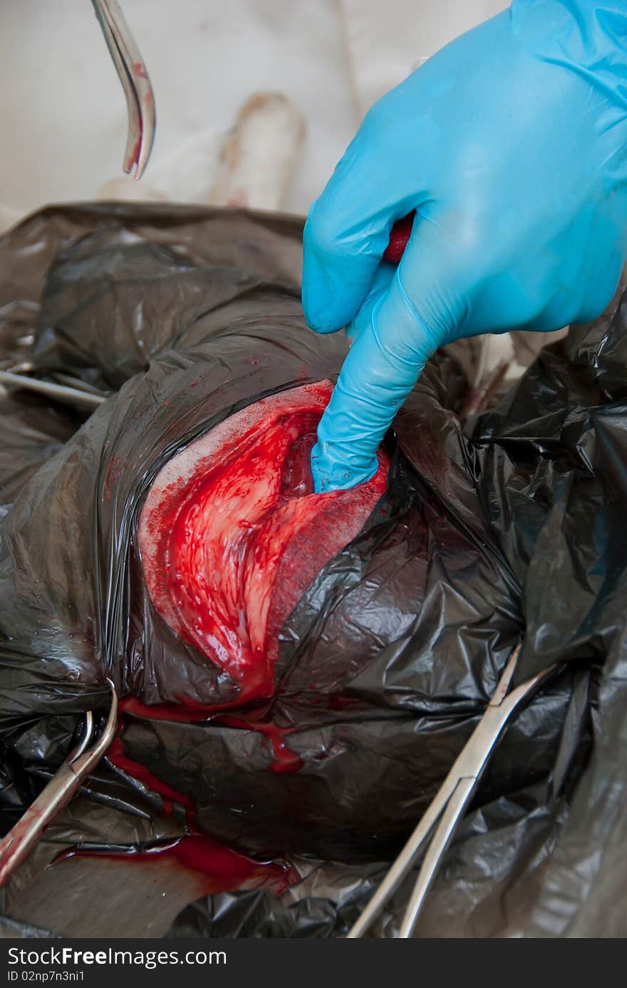 Surgical incision on the body of a dog