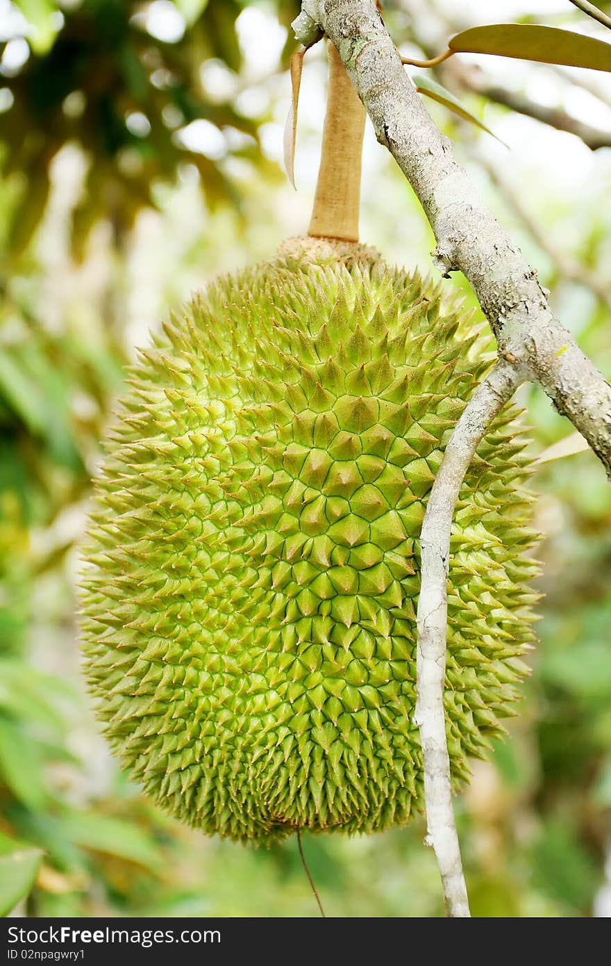 The king asian fruit most popular in tropica country