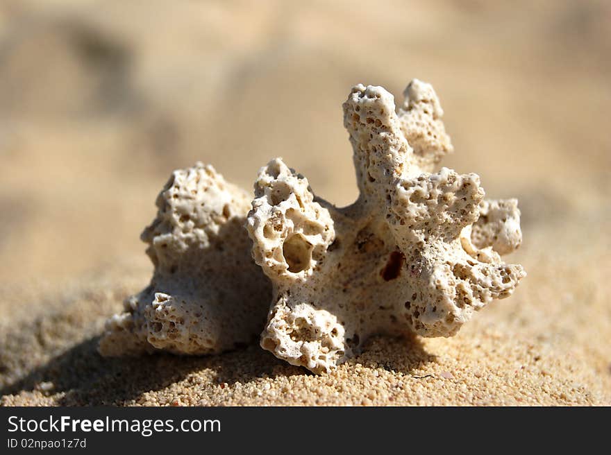 Coral travel sea island sand