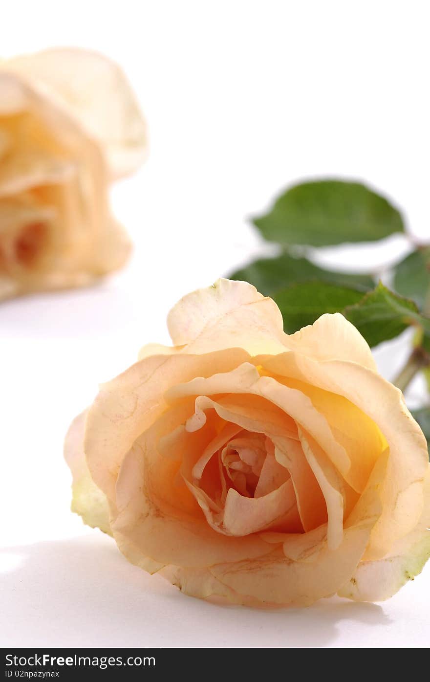 Orange roses on white background