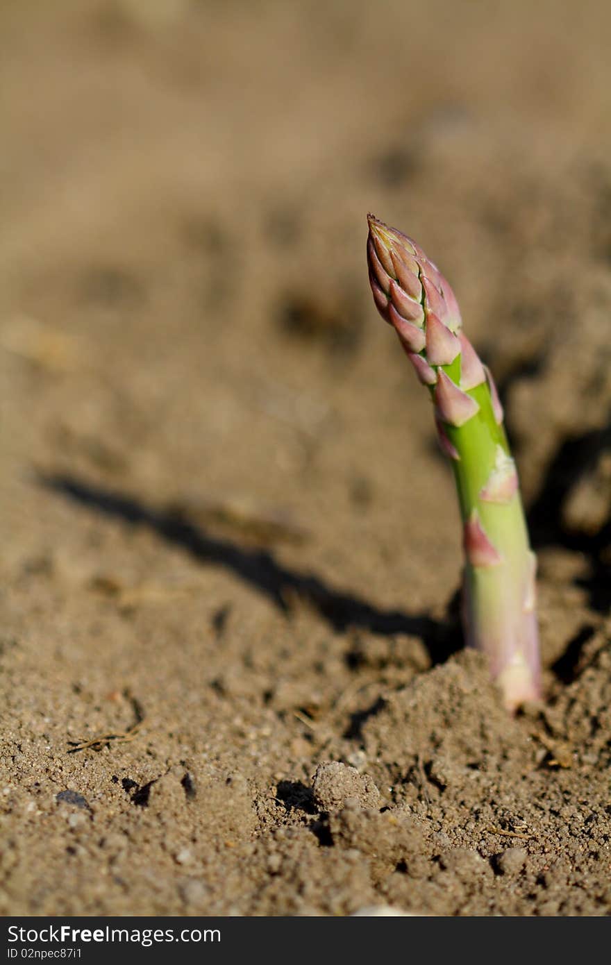 Asparagus poles on the field