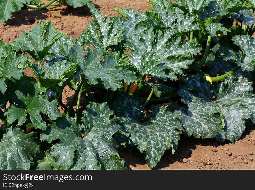 Courgette plants