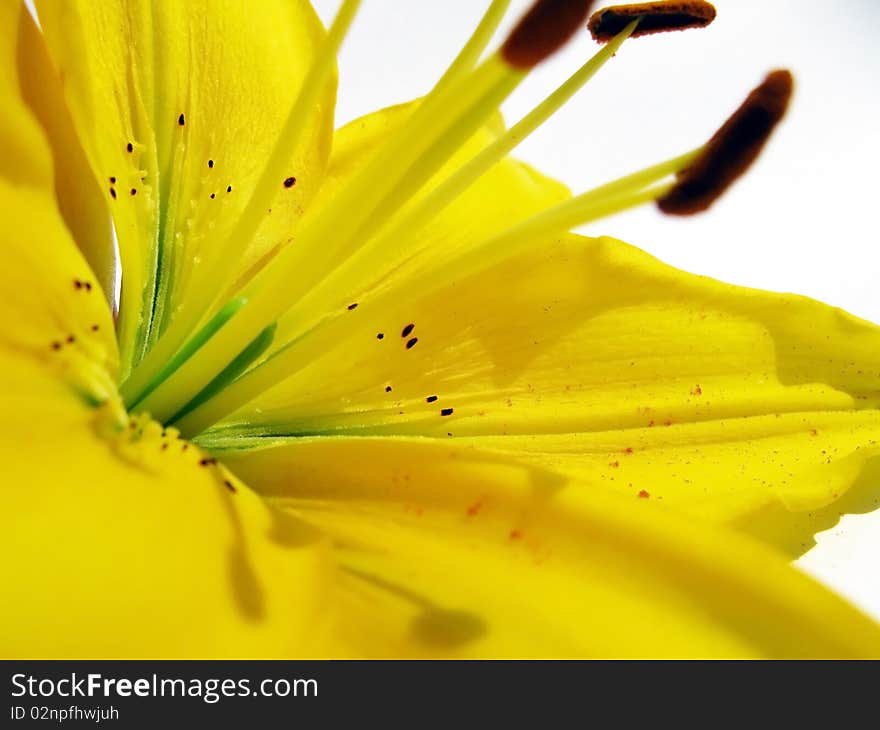 Close up yellow lilies on white background