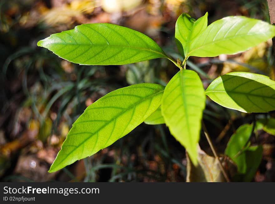 Green leaf