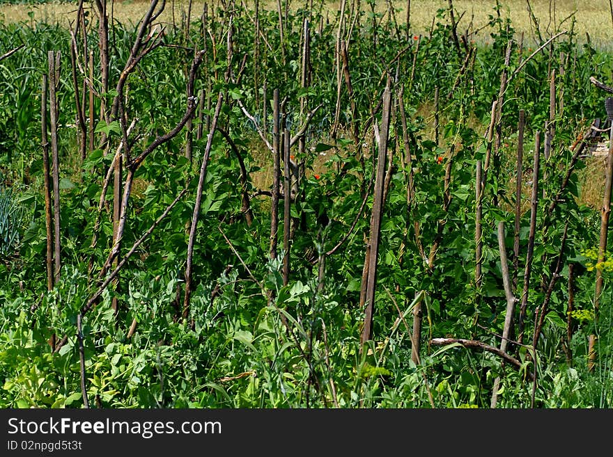 Pole beans in the garden