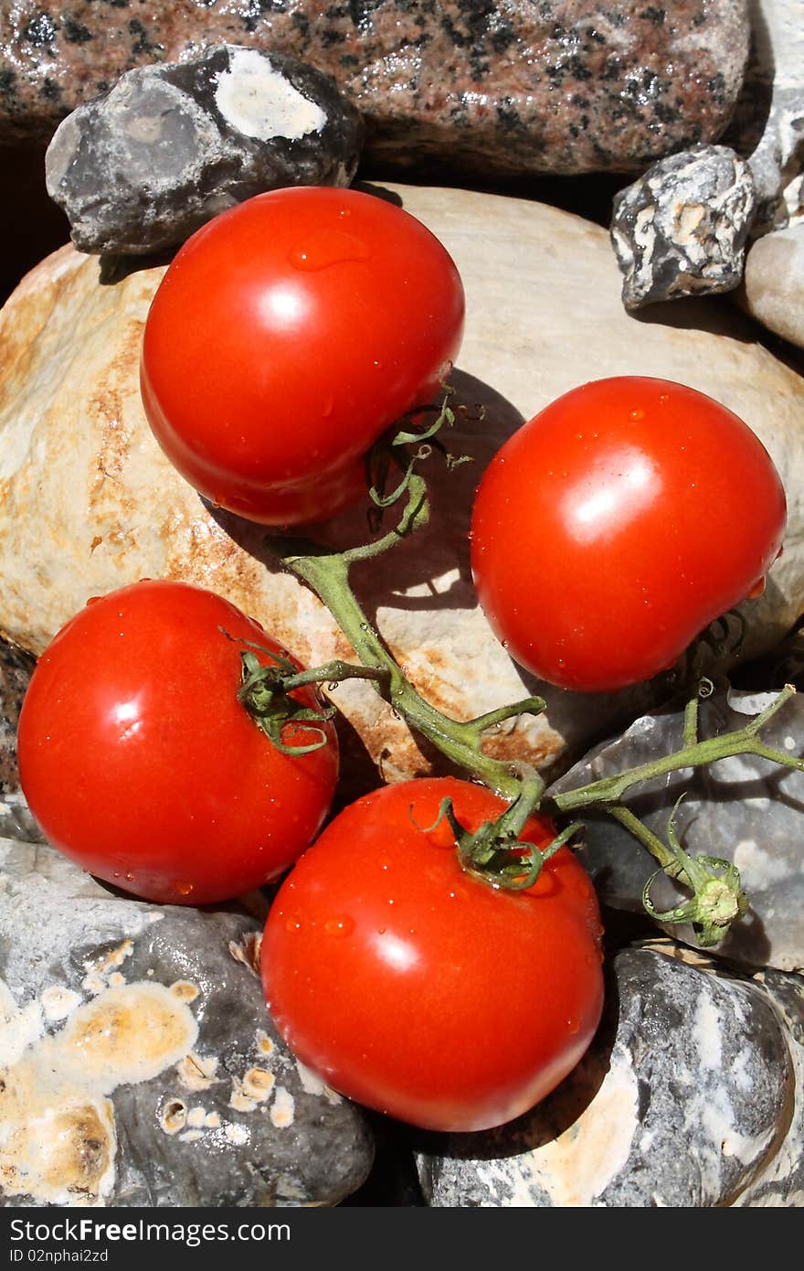 Fresh tomatoes on stones