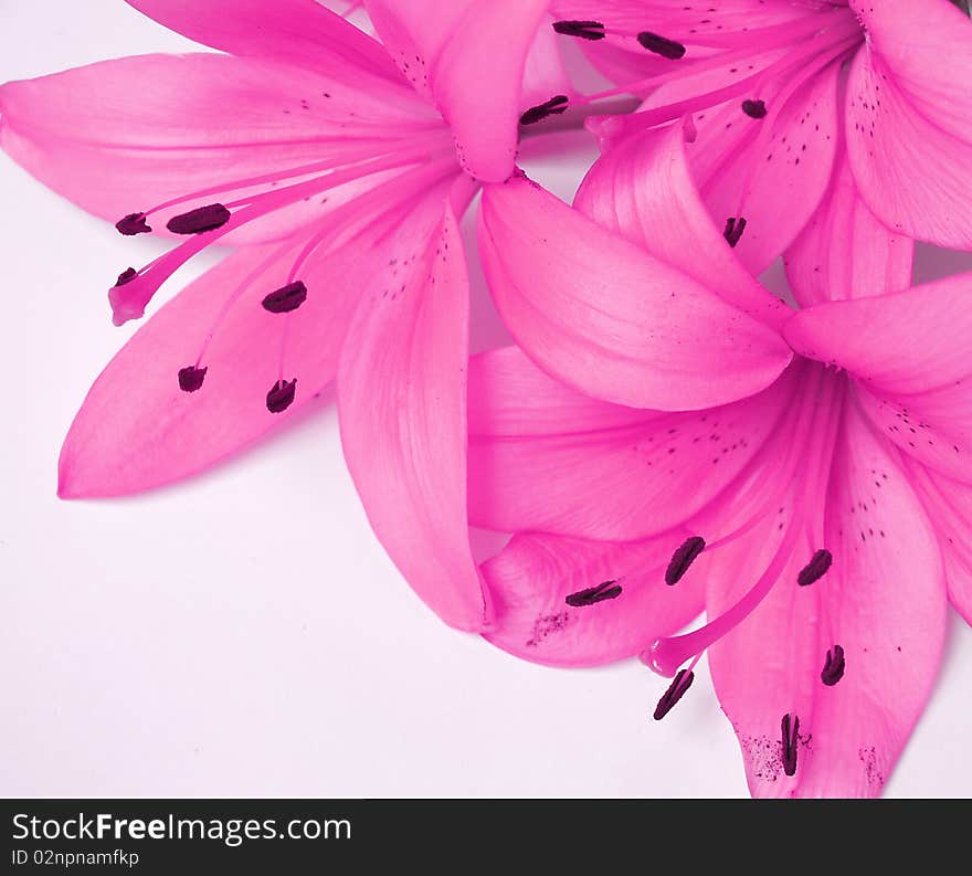 Beautiful soft,vibrant pink flowers. Beautiful soft,vibrant pink flowers