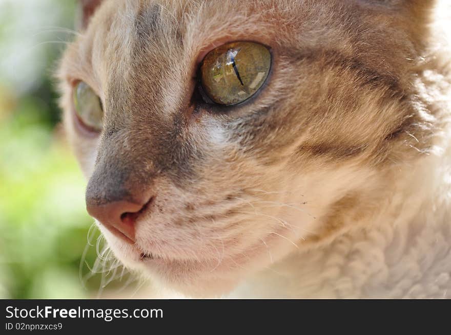 Beautiful Cornish Rex Cat