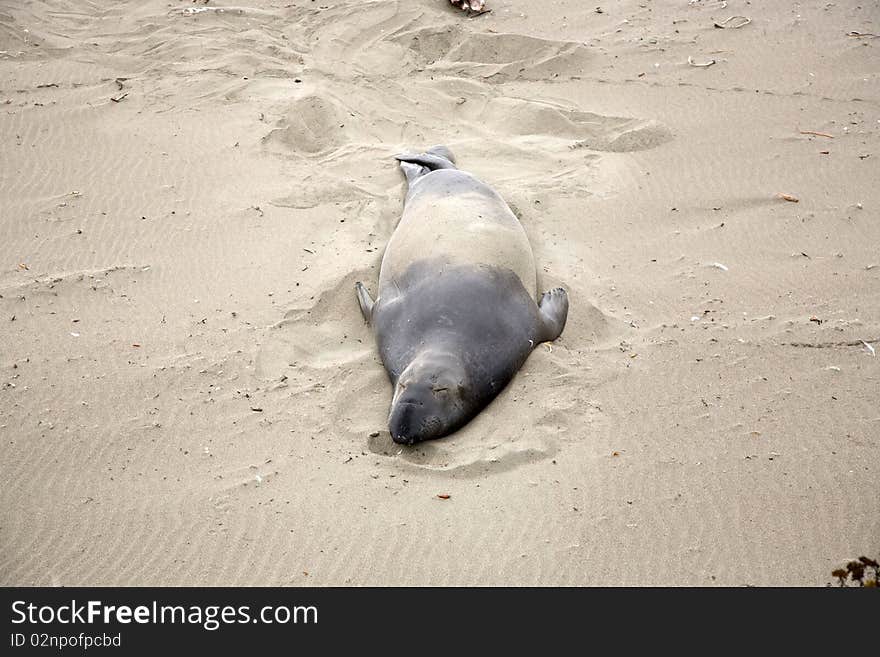 Male Sealion At The Beach