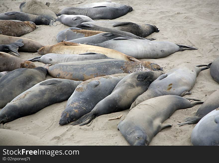 Male sealion at the beach