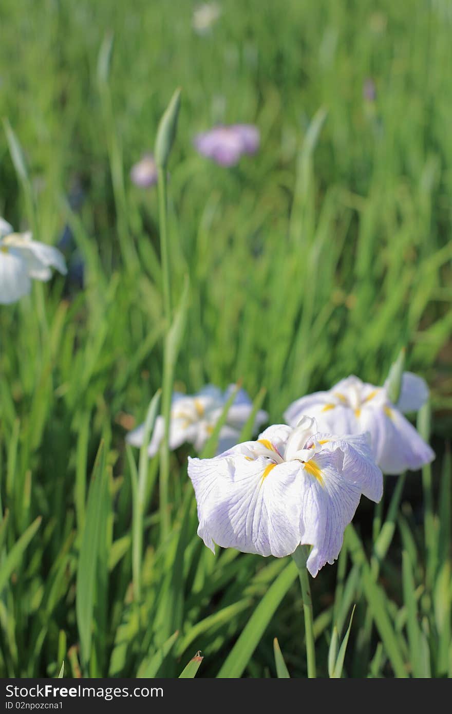 Iris at Koiwa, Tokyo, Japan. Iris at Koiwa, Tokyo, Japan