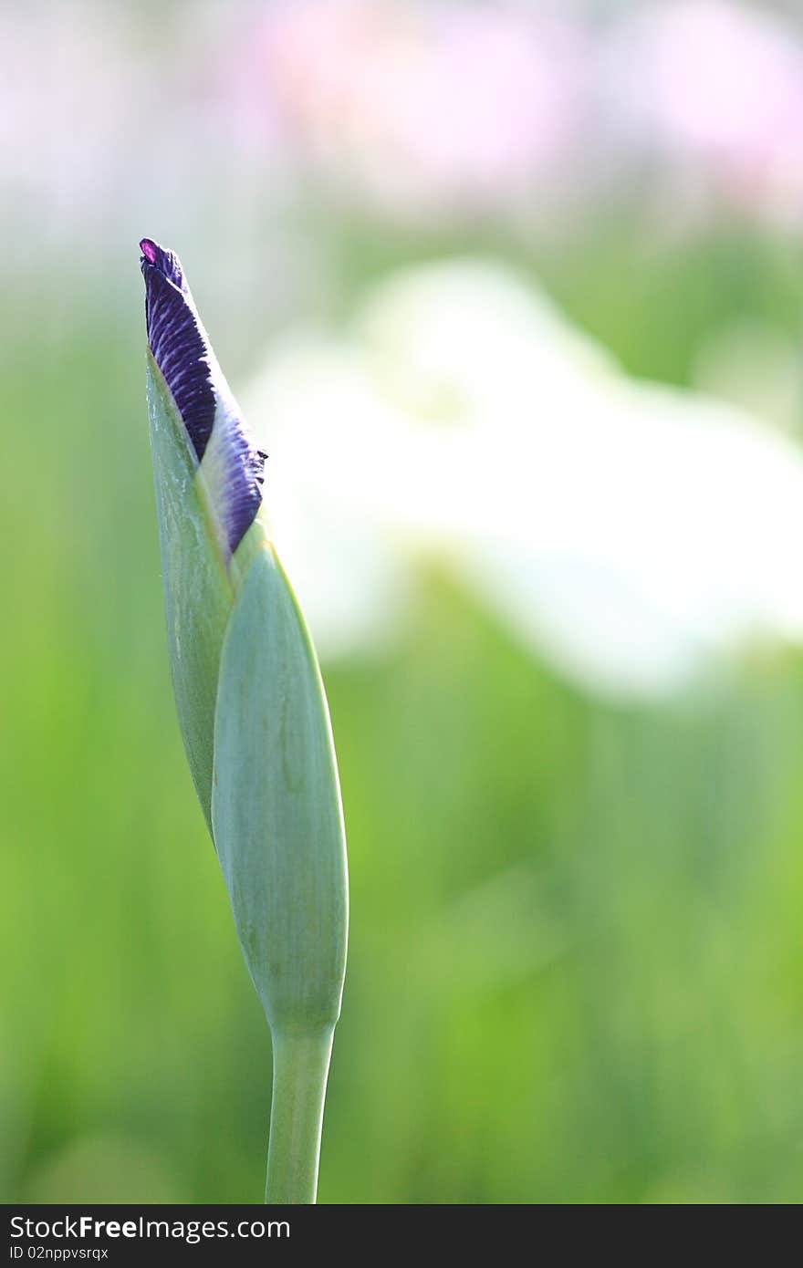 Bud of Blue Iris at Koiwa, Tokyo, Japan