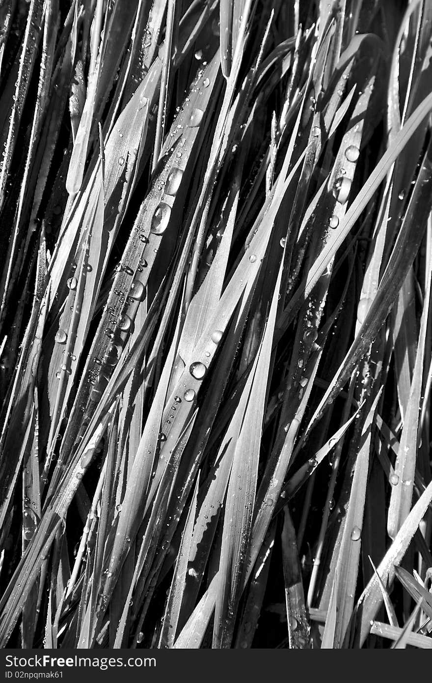 Wheat grass with dewdrops in the morning