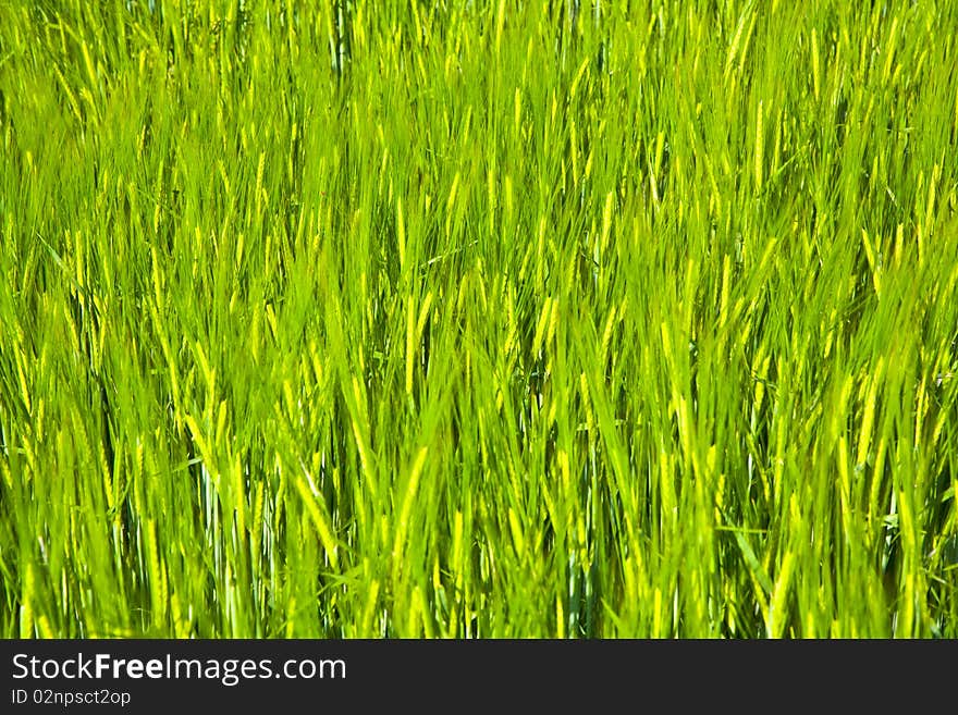 Spica of corn in the field in beautiful light