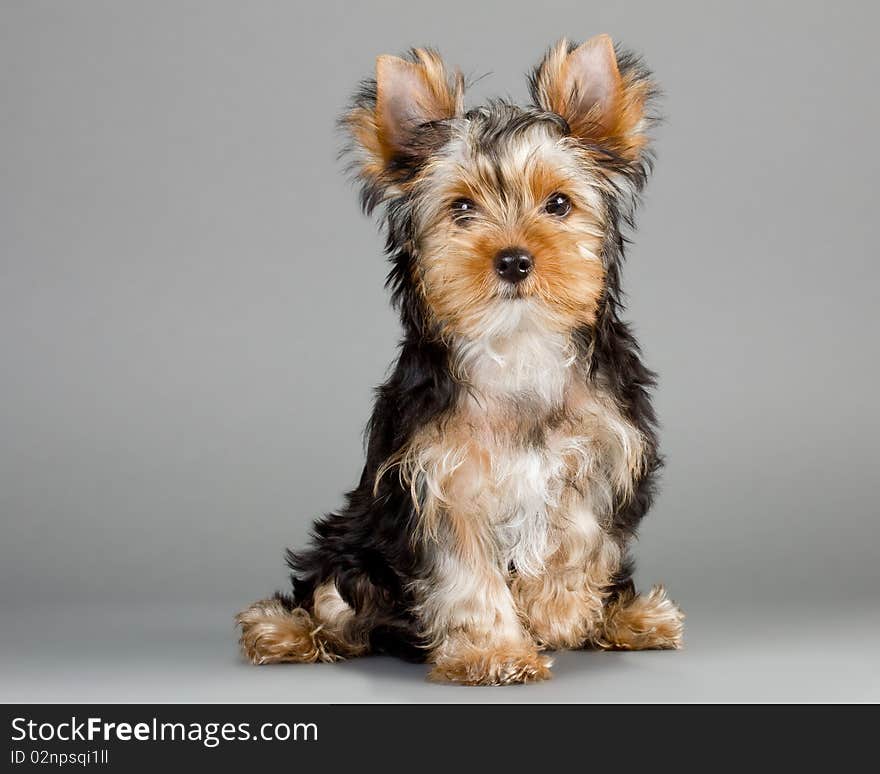 Yorkshire Terrier puppy