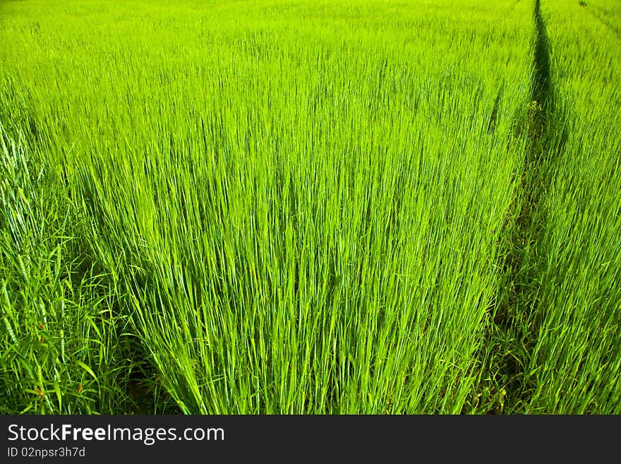 Beautiful corn field with spica and harmonic structure. Beautiful corn field with spica and harmonic structure