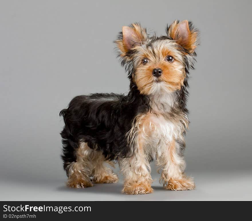 Yorkshire Terrier puppy