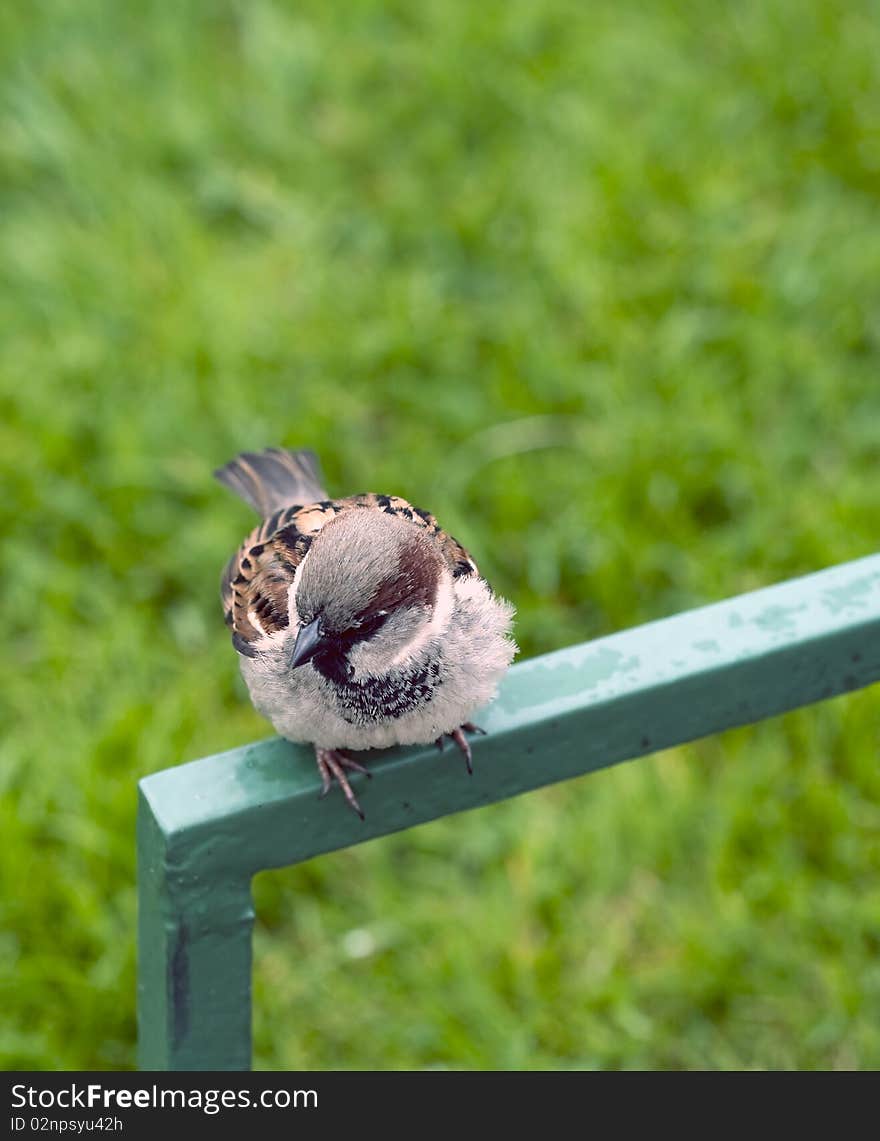 Titmouse