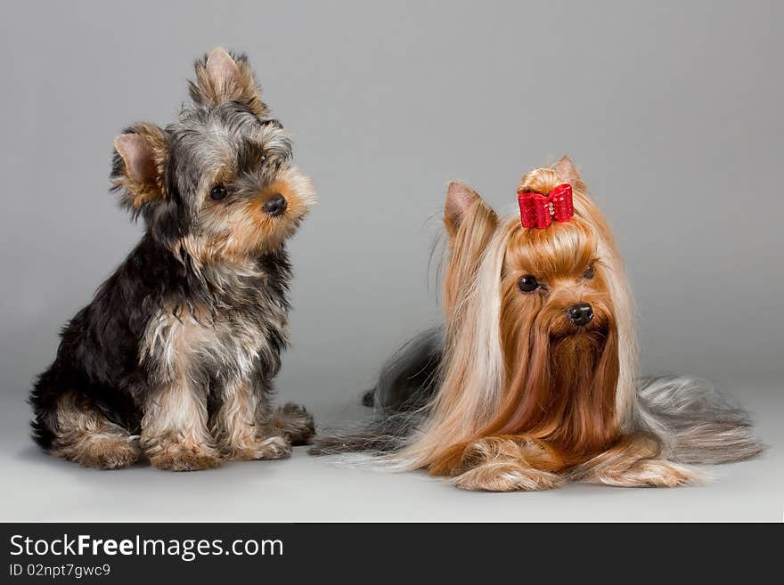 Father And Son Yorkshire Terrier