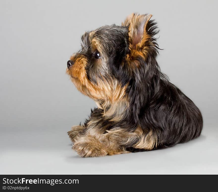 Yorkshire Terrier puppie