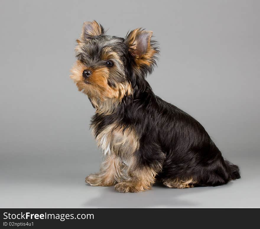 Yorkshire Terrier puppie