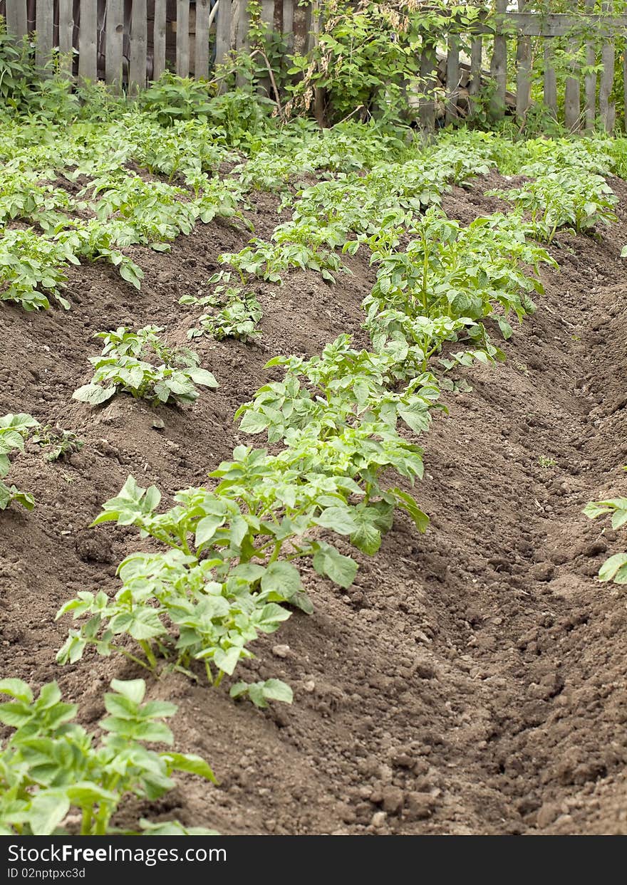 Rural works. The hilled potato.