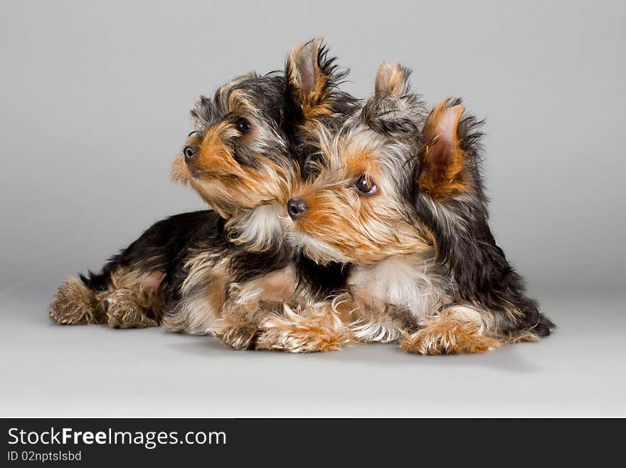 Yorkshire Terrier puppies, lying on a gray background. Not isolated.