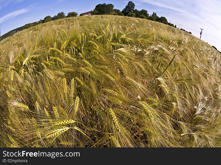 Spica of wheat