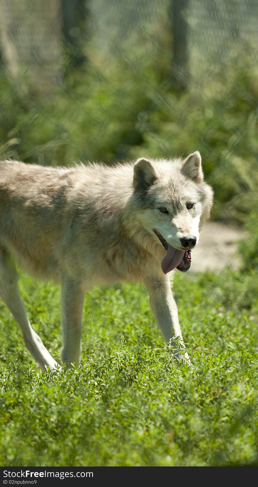 Timber wolf in captivity - shot through zoo fencing. Timber wolf in captivity - shot through zoo fencing