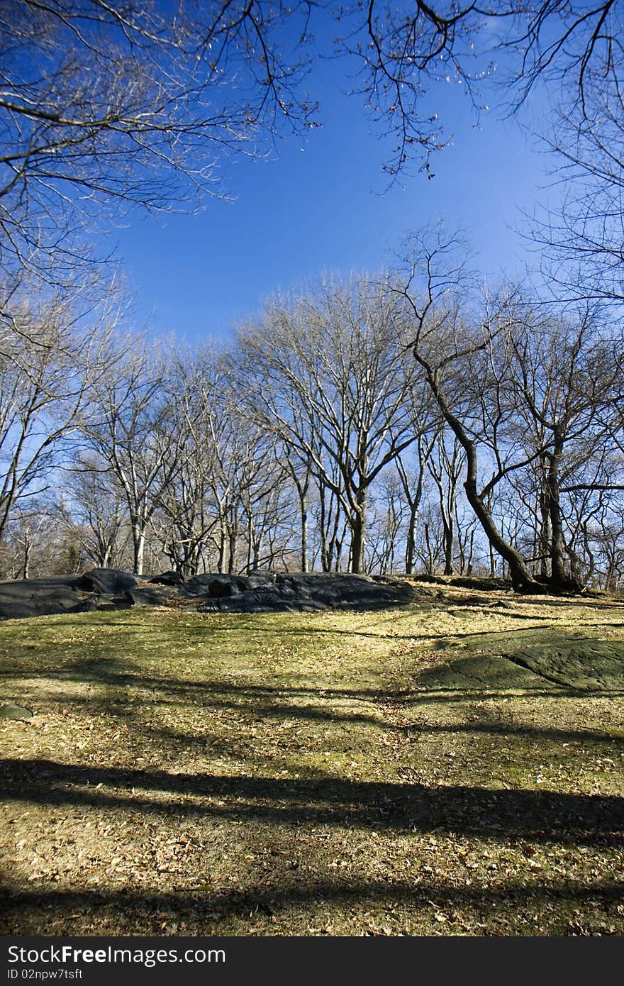 Central park alley in New York