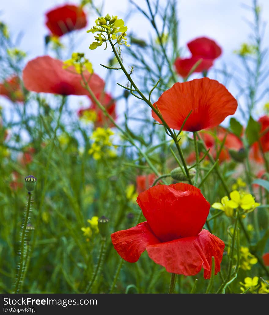 Meadow with poppys, yellow flowers and blue sky