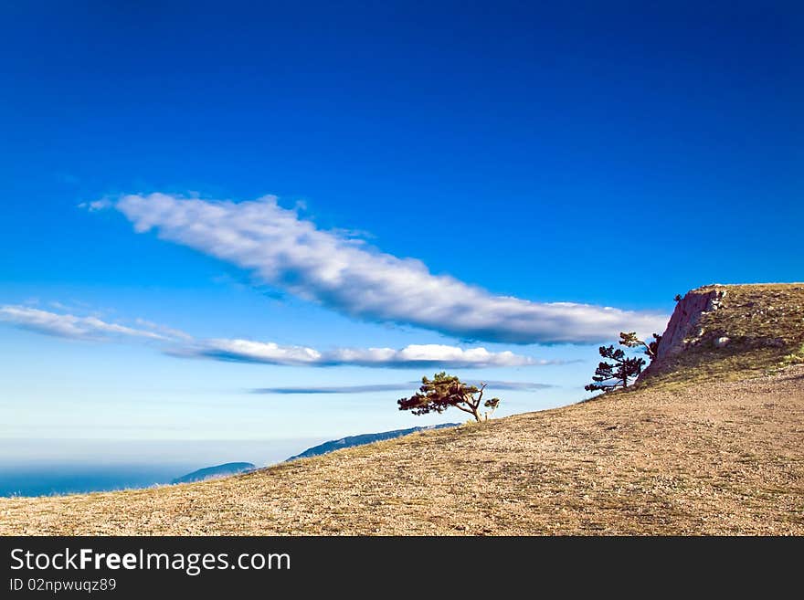 Crimea pine-tree on mountain over sea coast