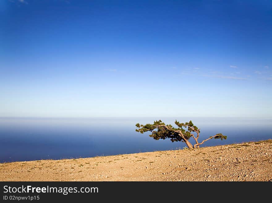 Lonely tree on a cliff