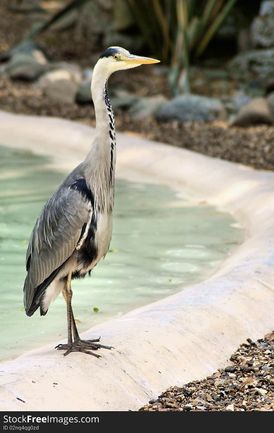 A tall heron standing at the water's edge at the zoo. A tall heron standing at the water's edge at the zoo