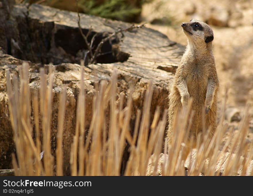 Meerkat Keeping Watch