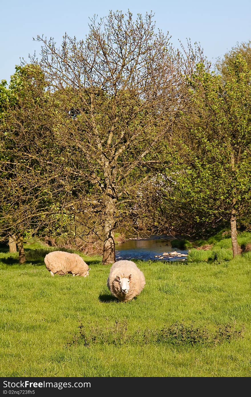 A sheep keeps a wary eye on the camera. A sheep keeps a wary eye on the camera.