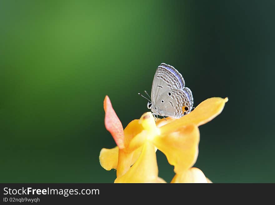 A small butterfly on yellow orchid against green background